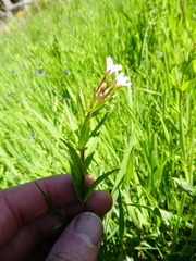 Epilobium hallianum