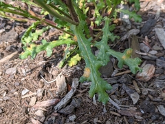 Puccinia lagenophorae
