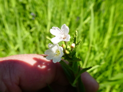 Epilobium hallianum