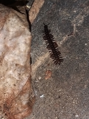 Strongylosoma