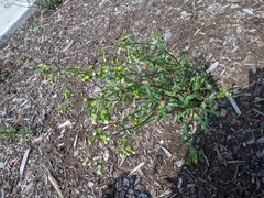 Puccinia lagenophorae