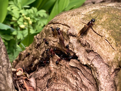 Camponotus novaeboracensis
