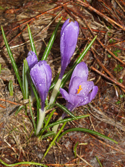 Crocus veluchensis