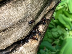 Camponotus novaeboracensis