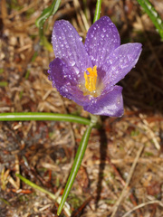 Crocus veluchensis