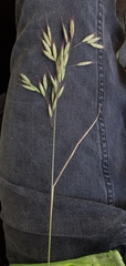 Bromus arenarius