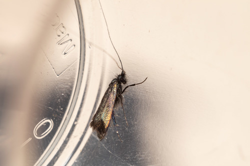 Adela reaumurella