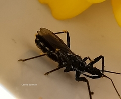 Sphedanolestes lividigaster