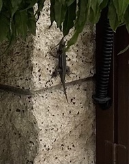 Sceloporus occidentalis