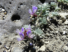Astragalus vesiculosus