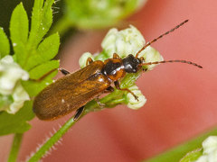 Rhagonycha nigriventris