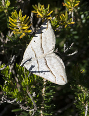 Scotopteryx