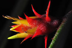 Acanthostachys strobilacea