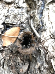 Scaptotrigona postica