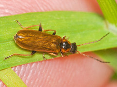 Rhagonycha nigriventris