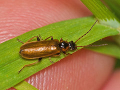 Rhagonycha nigriventris