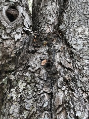 Scaptotrigona postica