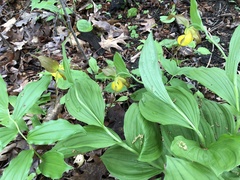 Cypripedium parviflorum