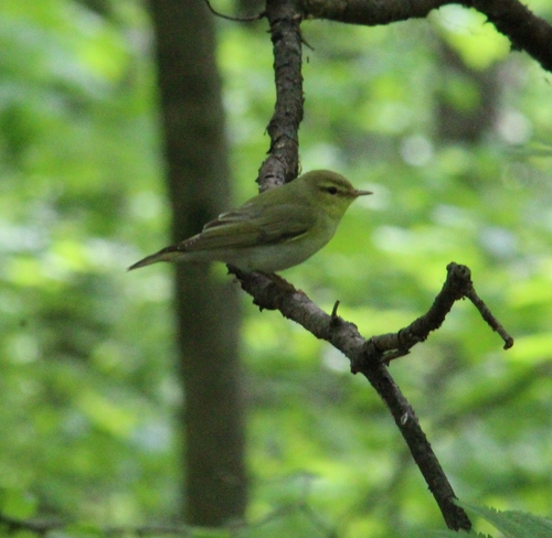 Mosquitero silbador (Phylloscopus sibilatrix)