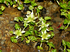 Caltha sagittata