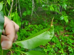 Orchestes pallicornis