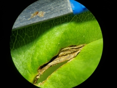 Orchestes pallicornis