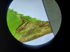 Orchestes pallicornis