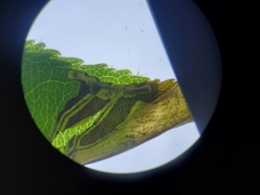 Orchestes pallicornis