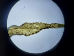 Orchestes pallicornis