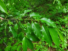 Orchestes pallicornis