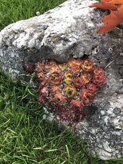 Sempervivum tectorum