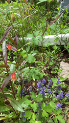 Aquilegia canadensis