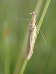 Pleurota pyropella