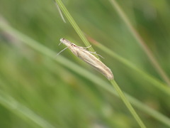 Pleurota pyropella