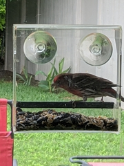 Haemorhous mexicanus