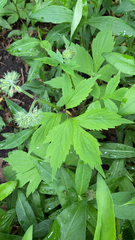 Hydrophyllum virginianum