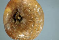 Monilinia fructicola