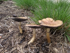 Stropharia rugosoannulata