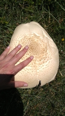 Agaricus urinascens
