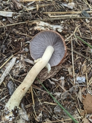 Stropharia rugosoannulata