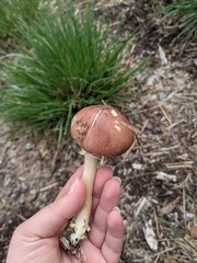 Stropharia rugosoannulata