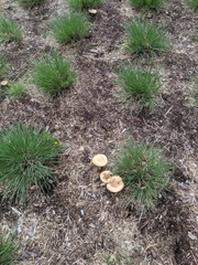 Stropharia rugosoannulata