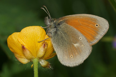 Coenonympha rhodopensis