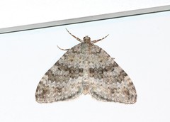 Entephria caesiata