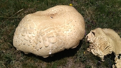 Agaricus urinascens