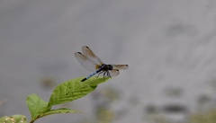 Pachydiplax longipennis