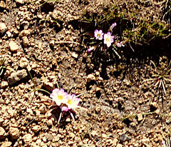 Calandrinia affinis