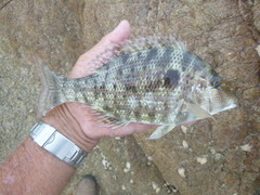 Lethrinus laticaudis