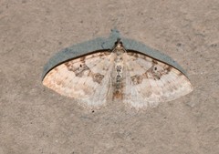 Xanthorhoe montanata