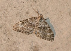 Entephria caesiata